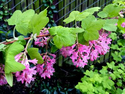 Ribes sanguineum - انگورفرنگی گل‌قرمز